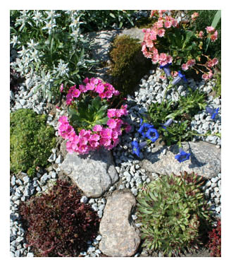 Floricultura Edelweiss