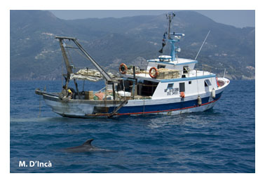 monitoraggio cetacei